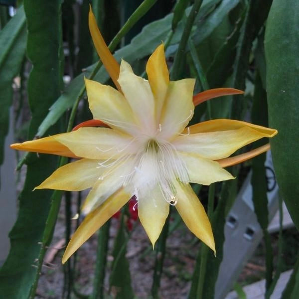 Epi. Hybrid Fred Boutin - EH28 NEW