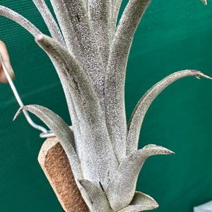 Tillandsia - Fuego x chiapensis ex. AP
