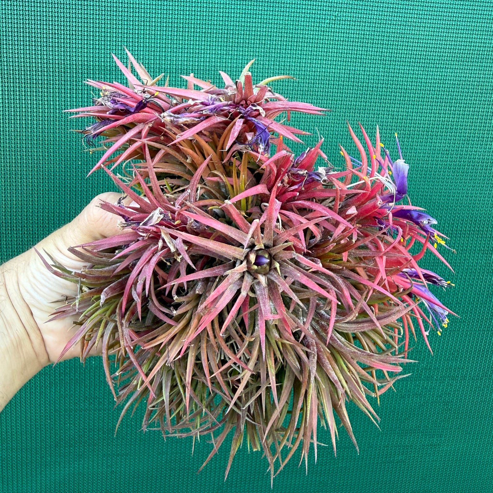 Tillandsia ionantha ‘BOE194’ (Mature Clump) NEW