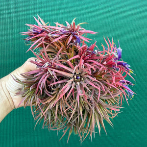 Tillandsia ionantha ‘BOE194’ (Mature Clump) NEW