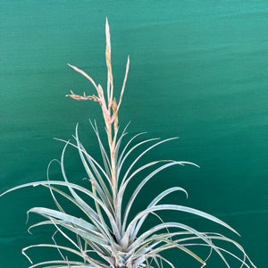 Tillandsia - subteres ex. PT