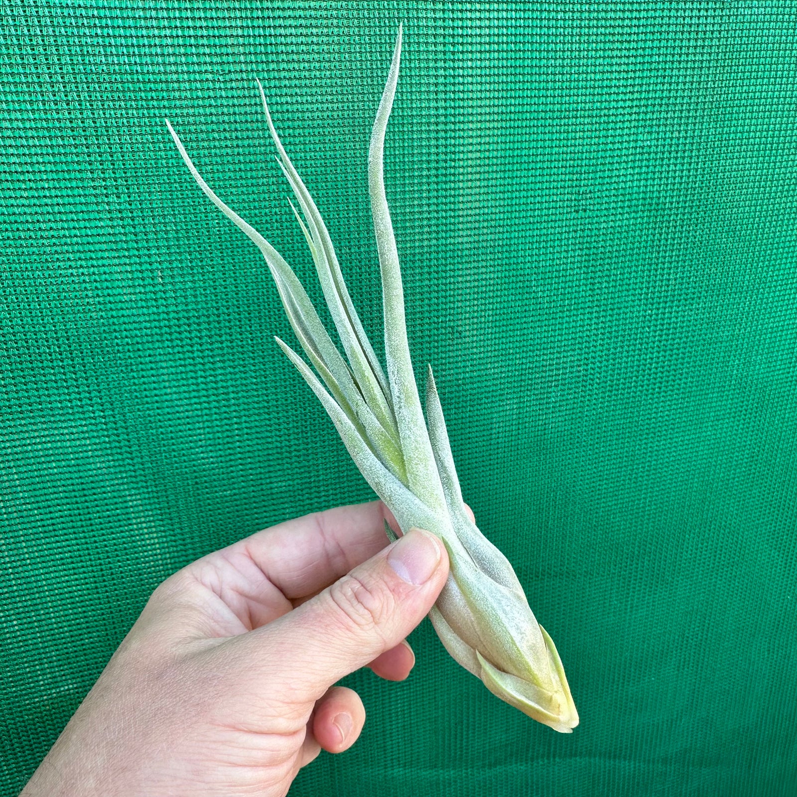 Tillandsia - Ty ‘Giant Silver’ RFI