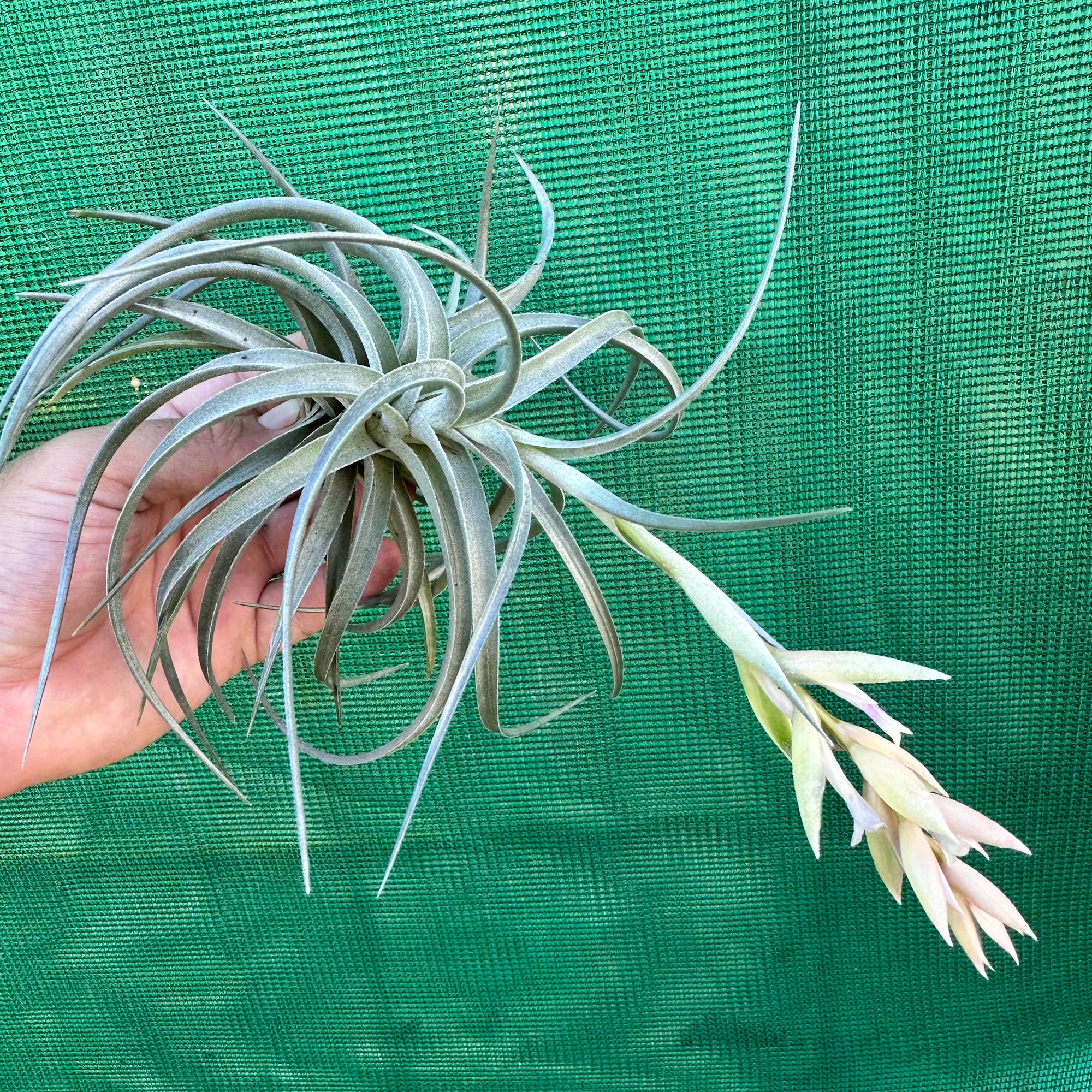 leonamiana air plant Tillandsia - leonamiana 'Blue Flower'