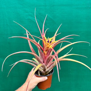 Tillandsia - capitata ‘Marron Chunky’ ex. Heid