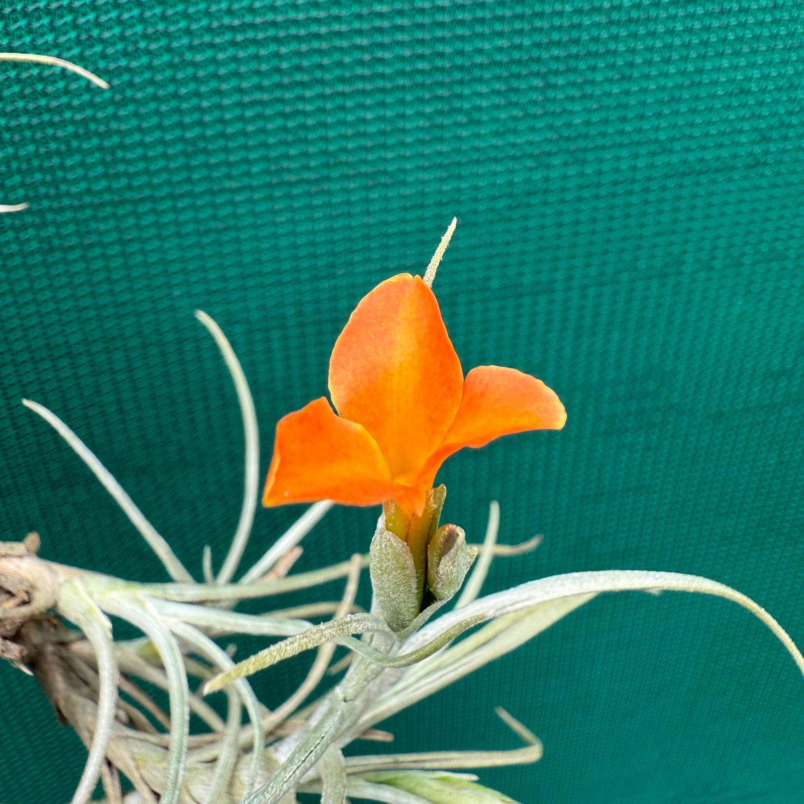 Tillandsia - Holm’s Sunset ex. DD NEW