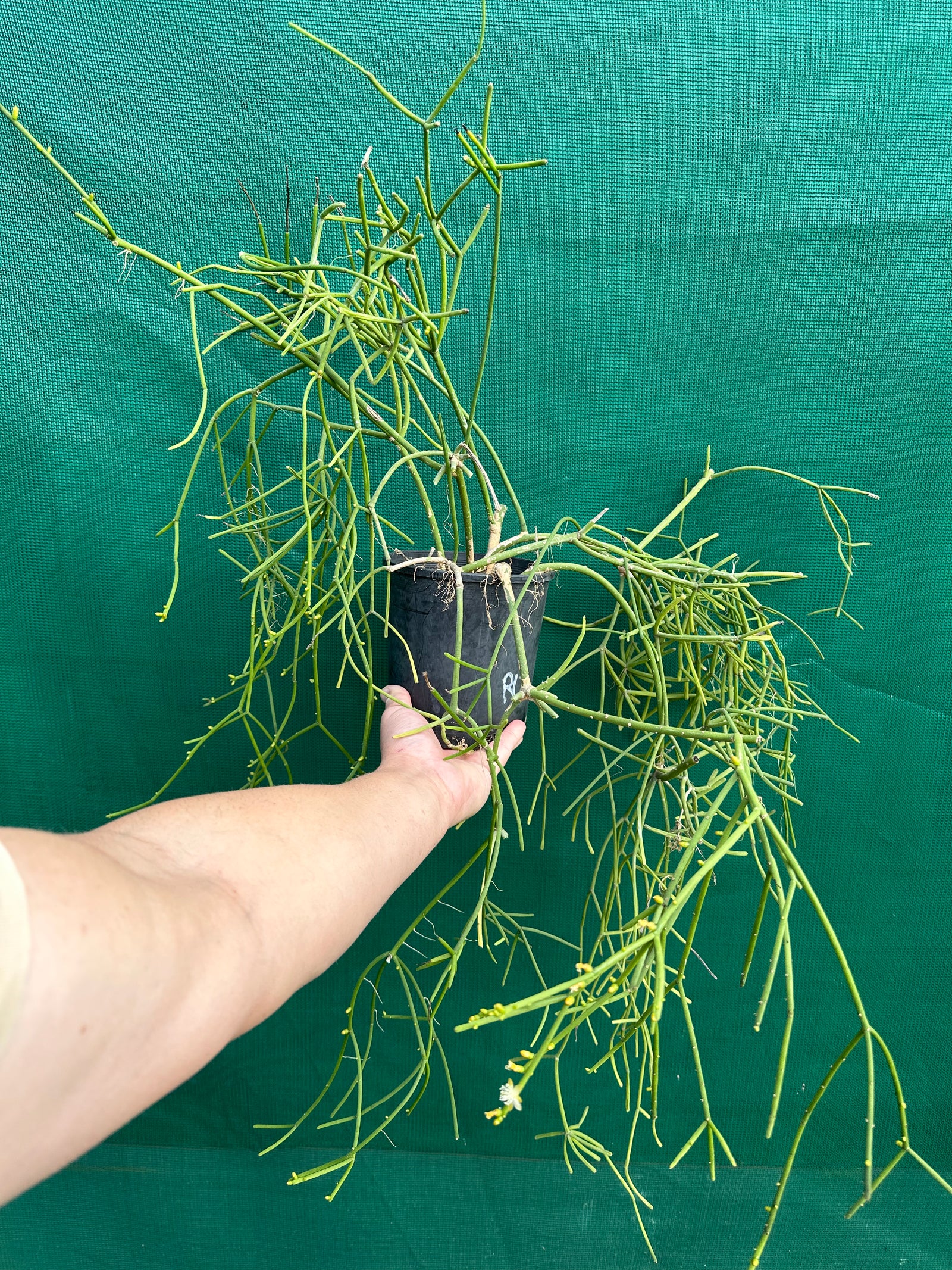 Rhipsalis grandiflora - R10