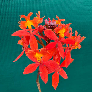 Epidendrum ‘Hybrid Orange’