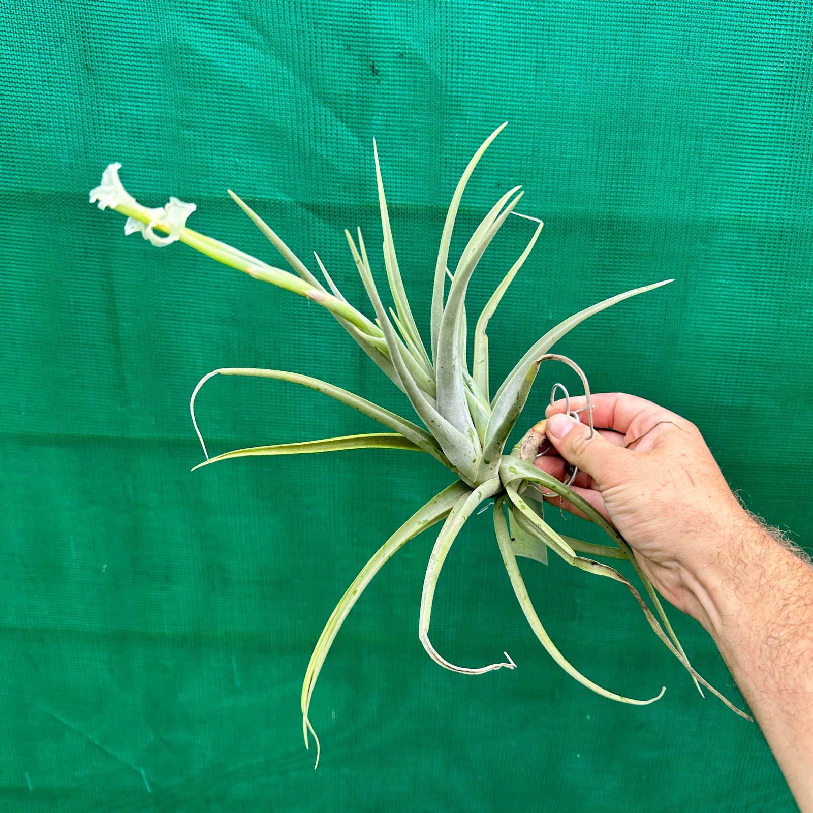 Tillandsia - xiphioides (Fragrant) ex. JO