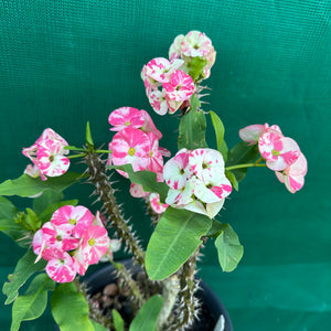 Poysean - Euphorbia milii P103