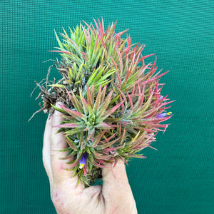 Tillandsia ionantha ‘Mexico’ (Mature Clump)