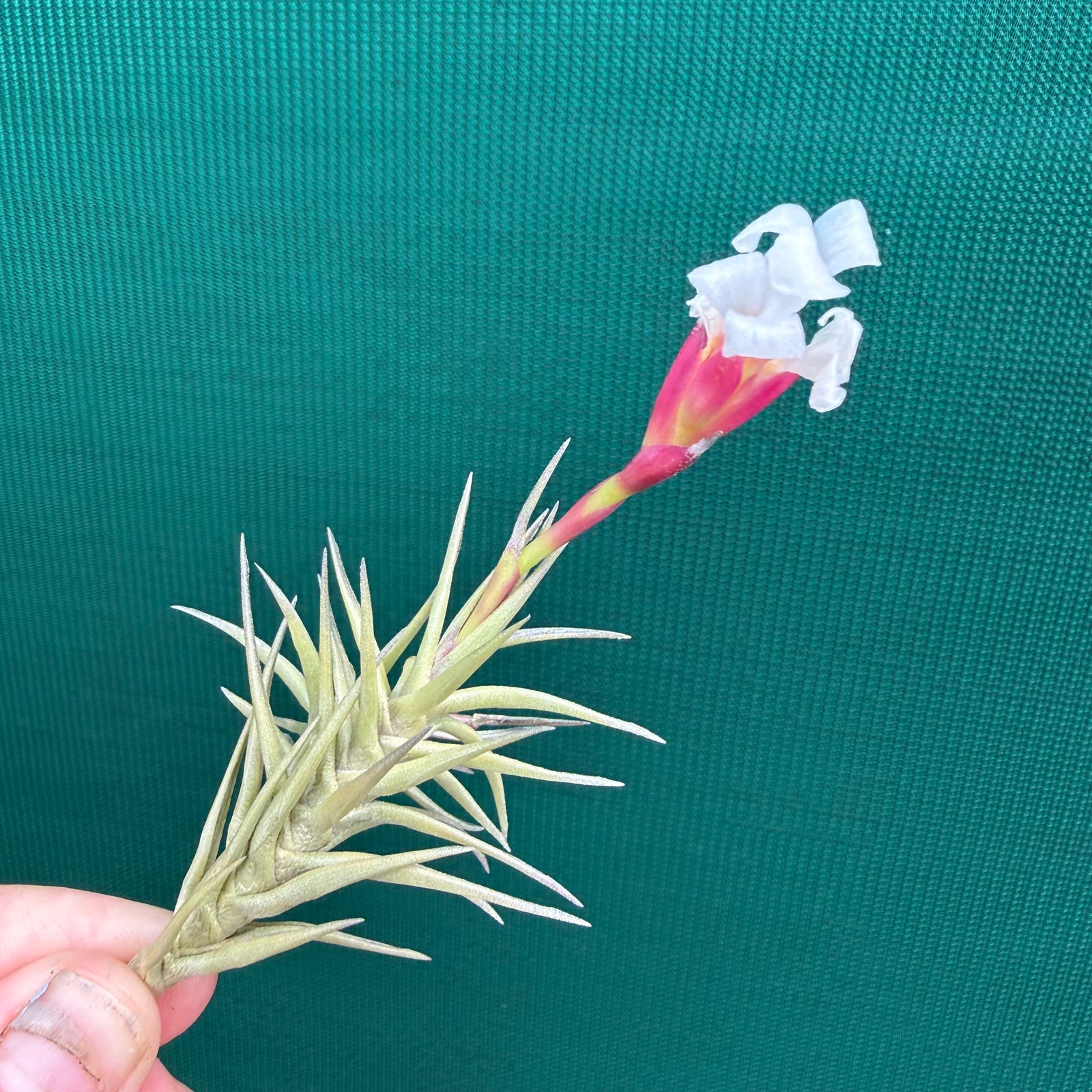 Tillandsia - cocoensis ex. BD