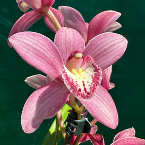 Orchid - Cymbidium ‘Paddy Green’