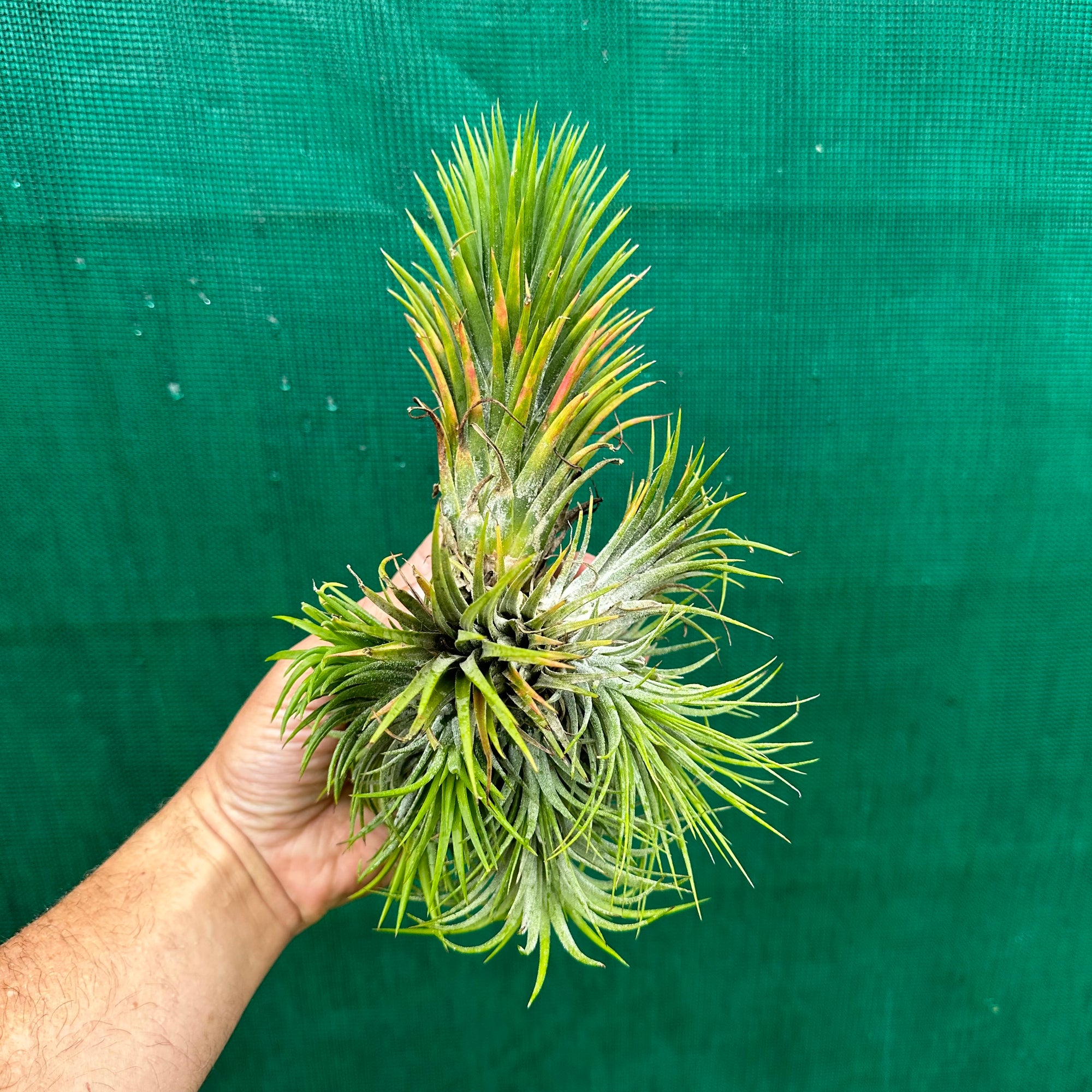 Tillandsia - ionantha 'Large Form' ex. NR - Air Plant Decor