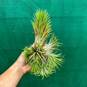 Tillandsia - ionantha 'Large Form' ex. NR