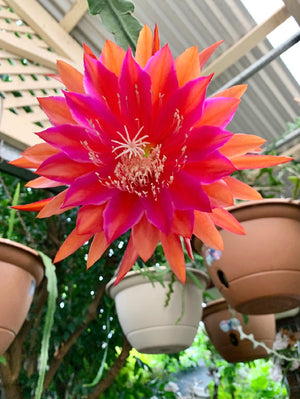 Epi. Hybrid Kiwi Melodrama EH82