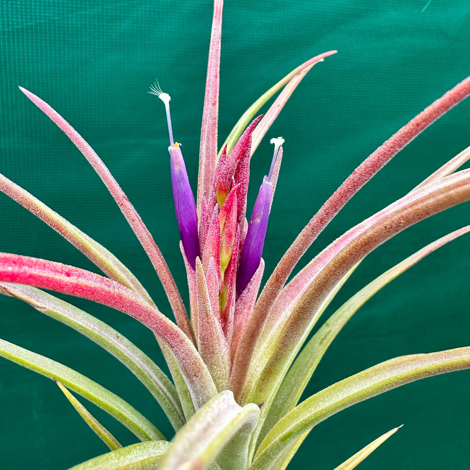 Tillandsia - Mudlo ex. HN