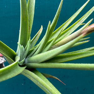 Tillandsia - Socal Delight ex. RFI NEW