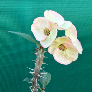 Poysean - Euphorbia P037