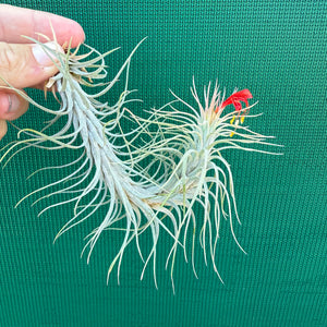 Tillandsia - funckiana ‘Giant Form’ ex. CC NEW