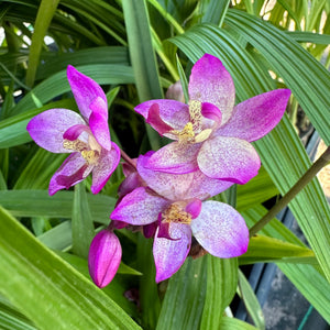 Spathoglottis Hybrid ‘Purple-White’