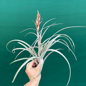 Tillandsia - Aquila Gold ex. GK
