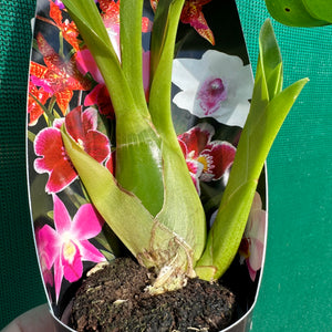 Orchid - Gram. Pakkret Leo ‘Asgard’