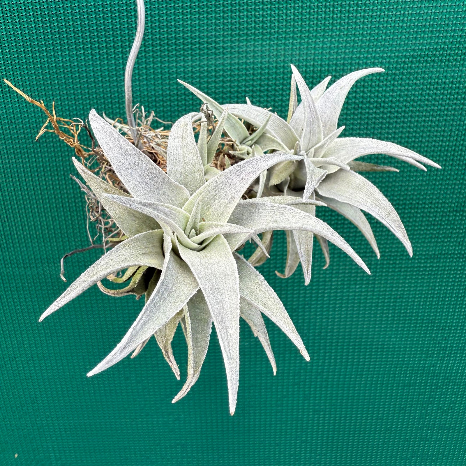 Tillandsia - barbokae ‘White Leaf’ ex. LH NEW