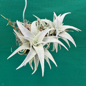Tillandsia - barbokae ‘White Leaf’ ex. LH NEW