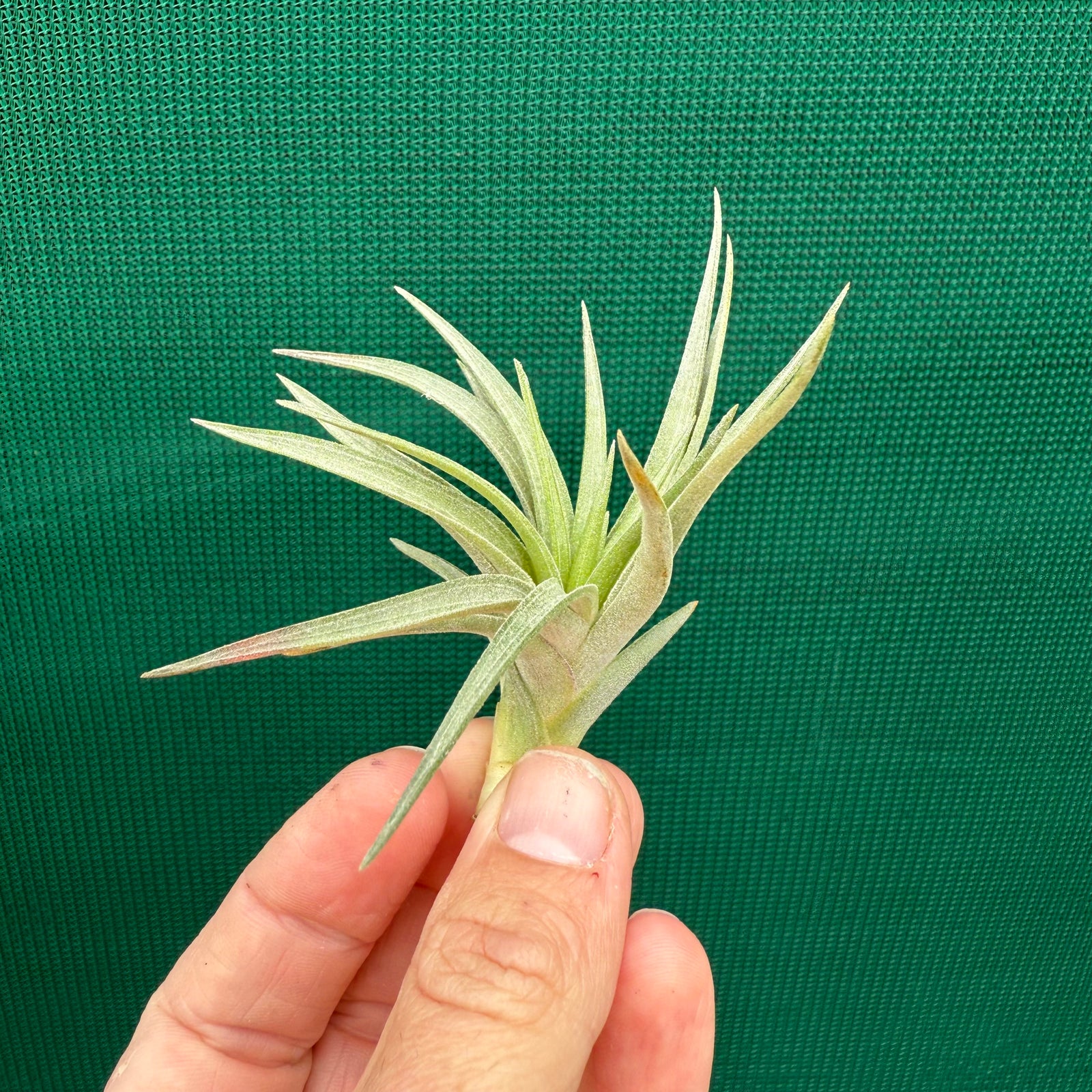 Tillandsia - Noosa NEW