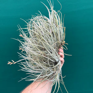 Tillandsia toropiensis ‘Typus’ (Mature Clump)
