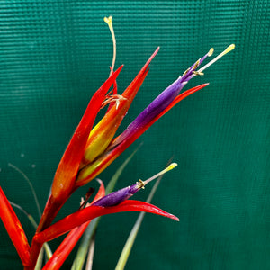 Tillandsia - chlorophylla