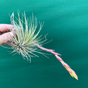 Tillandsia - Millennium ex. NR NEW