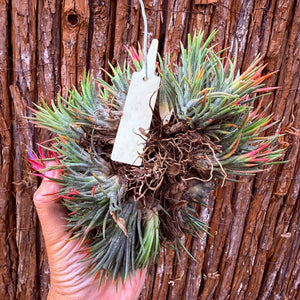 Tillandsia ionantha 'PC Seedling’ ex. JO (Mature Clump)