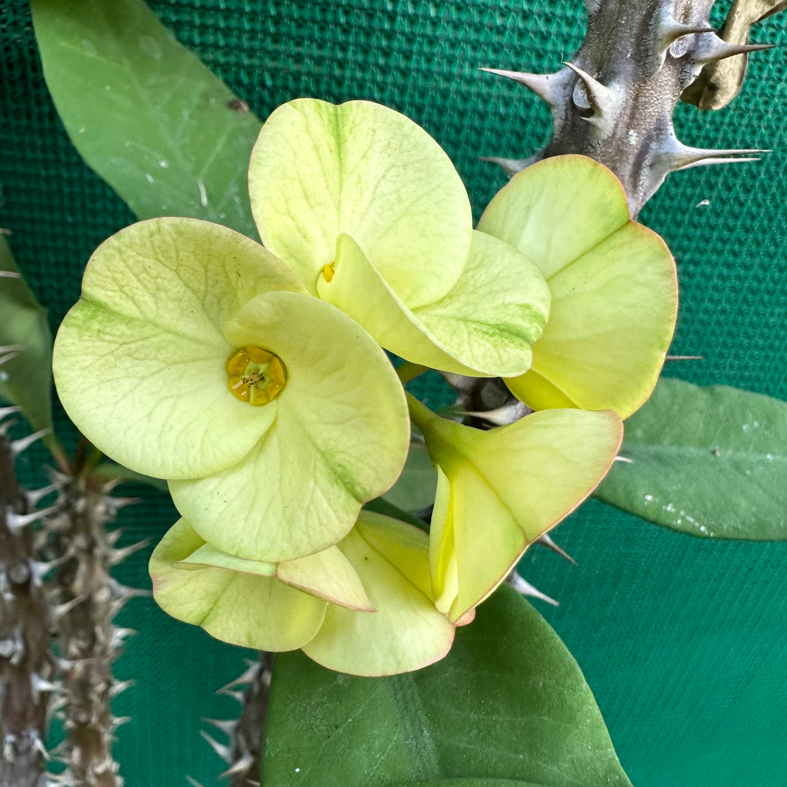 Poysean - Euphorbia milii P033