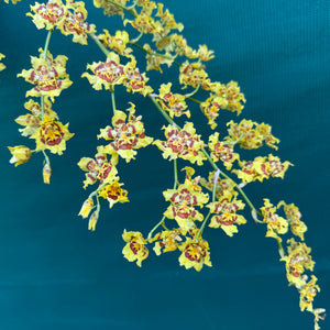 Wilsonara Passific Passage ‘Peach Cobbler’ NEW