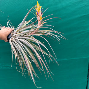 Tillandsia - fasciculata x capitata ‘Yellow’ ex. VG NEW