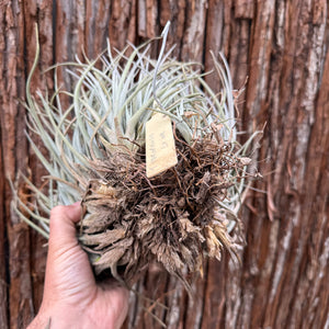 Tillandsia toropiensis ‘Typus’ (Mature Clump)