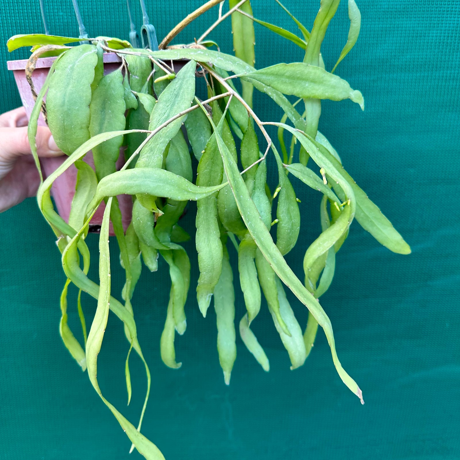 Pseudorhipsalis ramulosa Green - R30