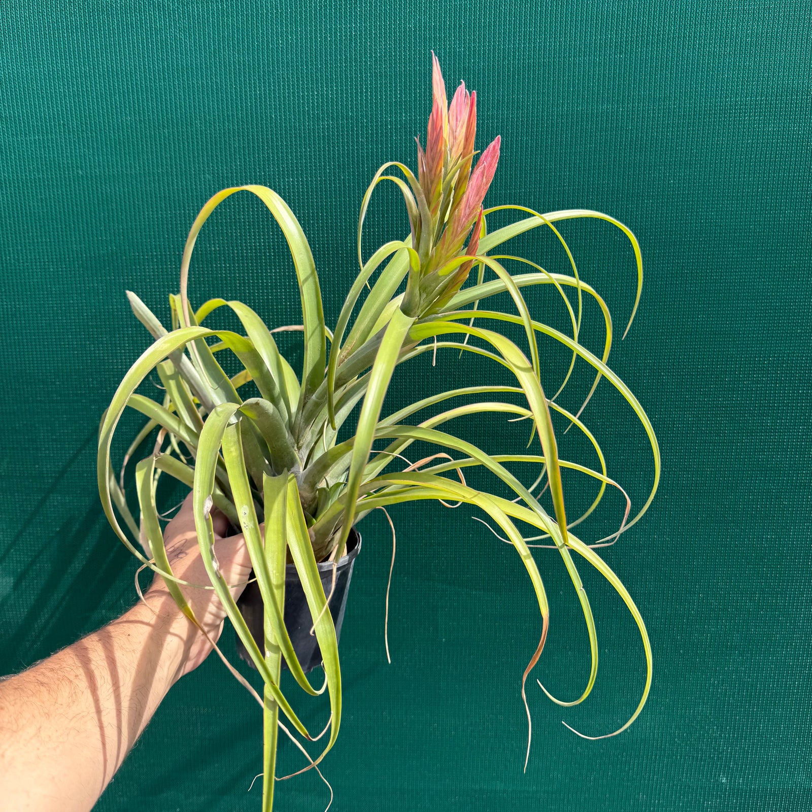 Tillandsia - capitata ‘Haysoos Maria’ ex. MY NEW
