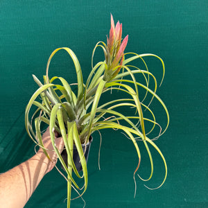 Tillandsia - capitata ‘Haysoos Maria’ ex. MY NEW