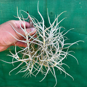 Tillandsia - paleacea ‘Brazil UWE’ ex. PT NEW