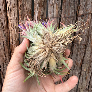 Tillandsia ionantha ‘BOE750’ (Mature Clump) NEW