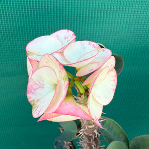 Poysean - Euphorbia Siam Hybrid ‘ChaRoen-Larp’ NEW