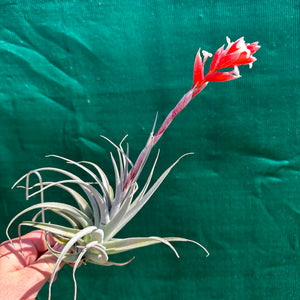 Tillandsia - subsecundifolia ‘Large Form’ ex. BD