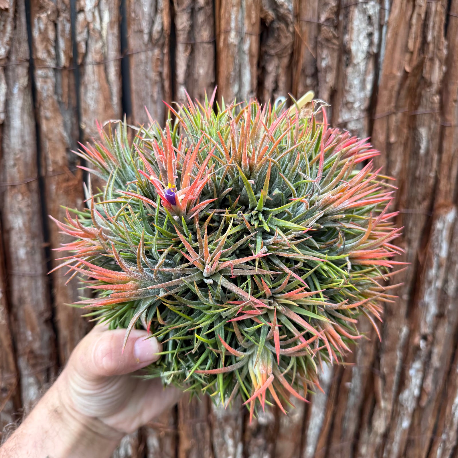 Tillandsia ionantha ‘Tall Orange’ (Mature Clump)