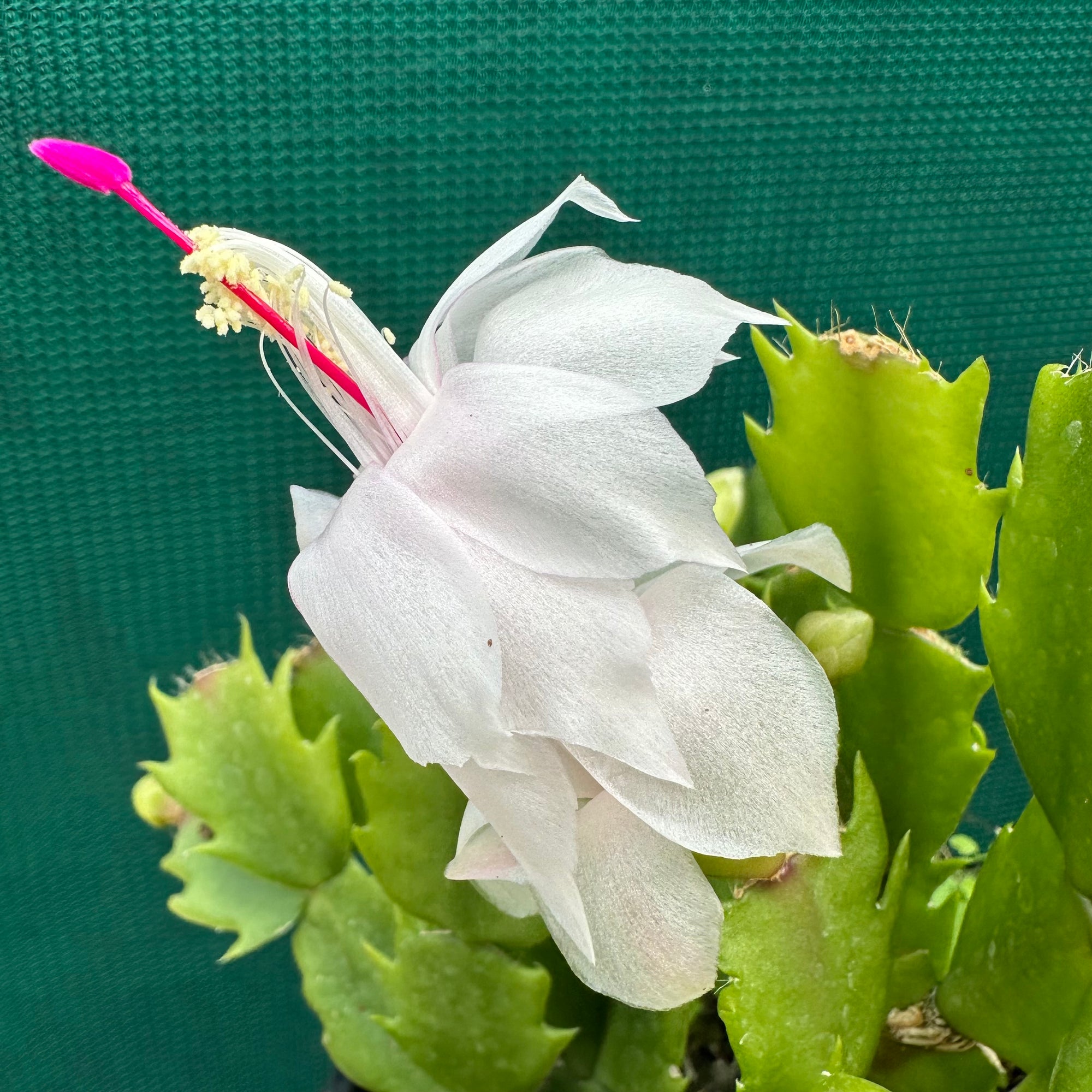 Zygocactus Cecilie