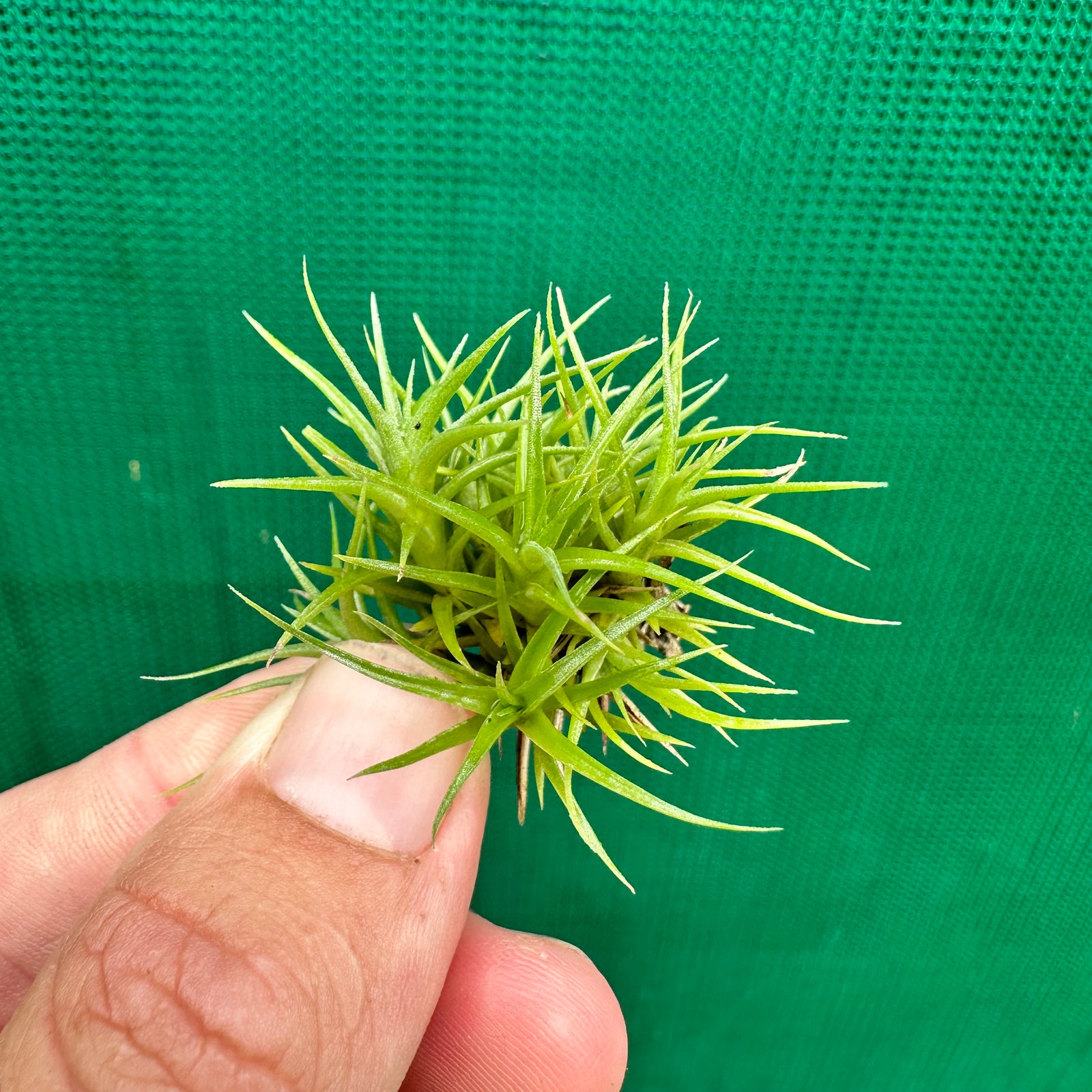 Tillandsia - aeranthos 'Minime' ex. CL