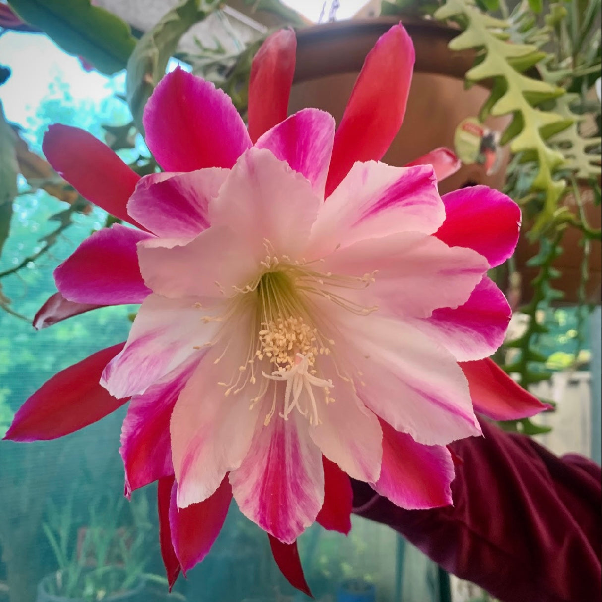 Epi. Hybrid Clown - EH7