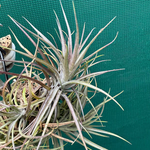 Tillandsia - tenuifolia ‘Amethyst’ x stricta ex. Holm NEW