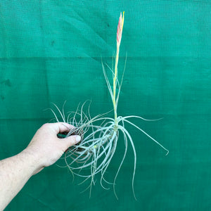 Tillandsia - schiedeana ‘Giant Form’ ex. BG